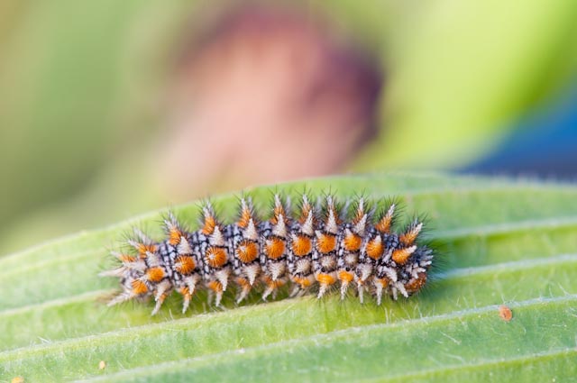 Farfalla 1 2010 - Melitaea didyma (adulto e larva)